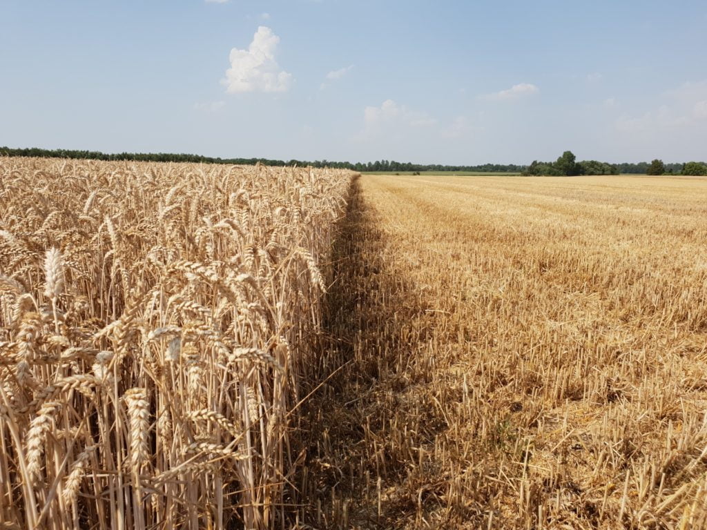 champs de blé panifiable belge